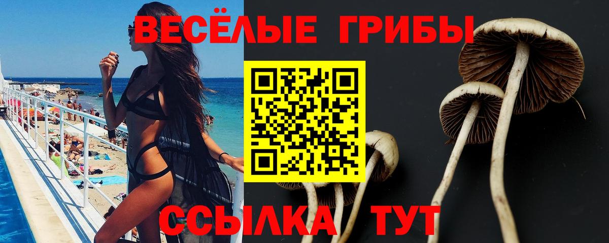 Галлюциногенные грибы Psilocybine cubensis Муром